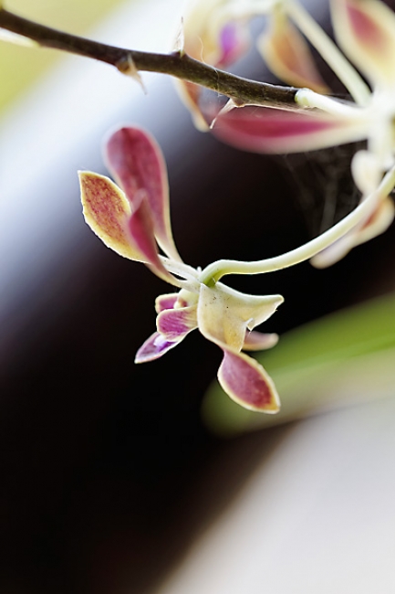 Fleurs FEV12-022